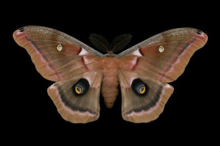 Polyphemus moth by Jim des Rivieres via American Museum of Natural History Tattoo Papillon, Polyphemus Moth, Giant Moth, Large Moth, Moth Species, Moth Print, Butterfly Species, Nature Museum, Luna Moth