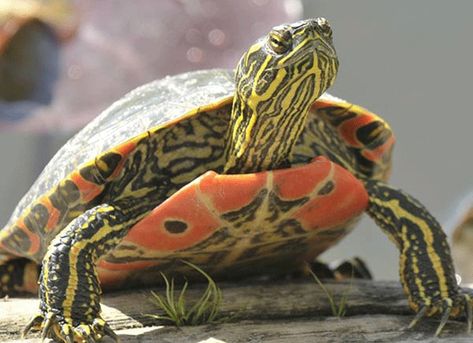 Painted Turtle - Chrysemys picta Eastern Painted Turtle, Western Painted Turtle, Tmnt Au, Map Turtle, Turtle Care, Big Turtle, Painted Turtle, Tortoise Care, Turtle Stuff