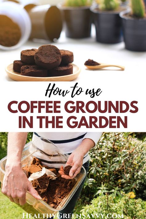 Have you heard that coffee grounds are good for plants? Some of the uses for coffee grounds people suggest on the internet are actually *harmful* to plants. Here's what to know about how to use coffee grounds in the garden correctly. #gardening #gardenhacks | garden tips | garden myths | coffee ground uses | DIY fertilizer | Coffee Grounds In The Garden, Coffee Grounds Garden, Coffee Grounds For Plants, Coffee Grounds As Fertilizer, Diy Fertilizer, Houseplant Care, Acid Loving Plants, Uses For Coffee Grounds, Natural Fertilizer