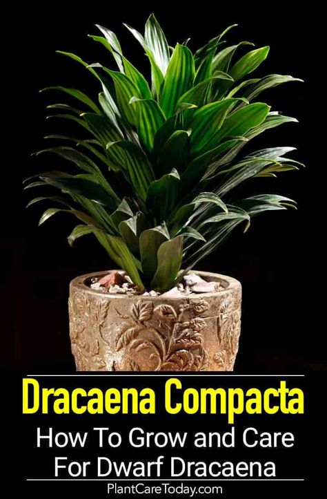 Dracaena Compacta Care: Tips On Growing The Dwarf Dracaena Dracaena Plant Care, Dracena Plant, Dracaena Compacta, Snake Plant Care, Dracaena Plant, Container Garden Design, Easy Plants To Grow, Plant Care Houseplant, House Plant Care