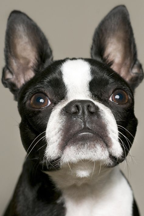 Grant Williams, Pet Portraits Photography, Cats Art Drawing, Boston Terrier Love, Boston Terrier Dog, Boston Terriers, Dog Boarding, Loving Memory, Dog Drawing