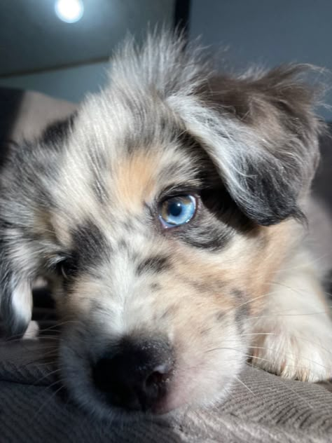 Dog With Two Different Colored Eyes, Mini Australian Shepherd Blue Merle, Blue Eye Dog, Dogs With Blue Eyes, Dog With Blue Eyes, Blue Eyed Dog, Unique Dogs, Aussie Dog, Cute Dogs Images