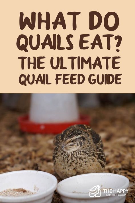 You are thinking of adding quails to your backyard flock. Here is an ultimate guide to what quails eat and the best feed. Coturnix Quail Pen Ideas, Diy Quail Feed, Homemade Quail Feed, How To Raise Quail, Quail Food Diy, Quail Set Up, Quail House Ideas, Quail And Chickens Together, Coturnix Quail Housing