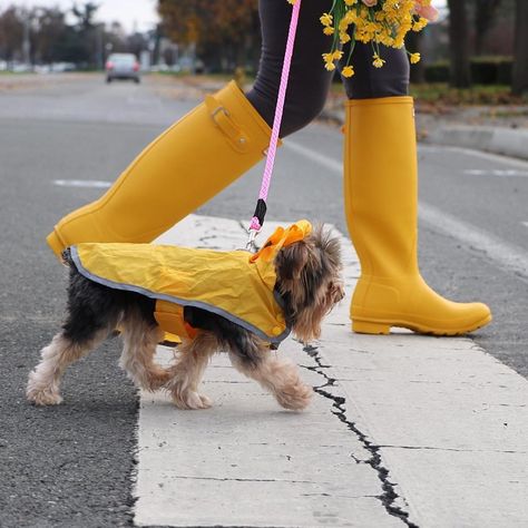 Without the rain we’d never see the rainbow. 🌈 Boot Yorkie Clothes, Yorkie Puppy, Yorkshire Terrier, Hunter Boots, The Rainbow, Dog Treats, The Rain, Yorkie, Rubber Rain Boots