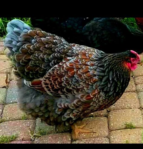 Blue Laced Red Wyandotte Hens, Chickens Breeds, Wyandotte Hen, Tattoos Pets, Blue Laced Red Wyandotte, Pet Tattoo Ideas, Pet Drawings, Pet Anime, Fancy Chickens