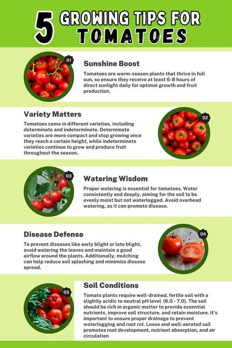 5 Tips for Growing Tomatoes. Explore essential tips for successful tomato cultivation, including providing ample sunlight, optimizing soil conditions, proper spacing, consistent watering, and effective pest control. Learn how to foster healthy tomato plants and maximize fruit development with these valuable tips. Tomato Plants Growing Tips, Small Garden Plans, Planting Tomatoes, Raised Garden Beds Diy Vegetables, Garden Hacks Diy, Vegetable Garden Planner, Vegetable Garden Tips, Vegetable Garden Planning, Homestead Gardens