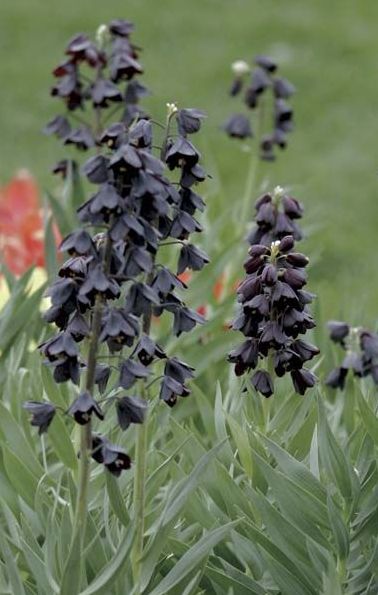 Fritillaria Persica, Garden Library, Best Perennials, Sandy Soil, Gardening Advice, Deep Purple, Dahlia, Perennials, Soil