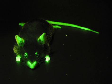 These rave-ready animals all glow in the dark (pictures) - CNET Glowing Animals, Glow In The Dark Forest, Glowing Moss Animal Crossing, Glow In The Dark Dinosaur, Animal Eyes Glowing In The Dark, Green Bioluminescence, Brittle Star, Glow Worm, Light Trails