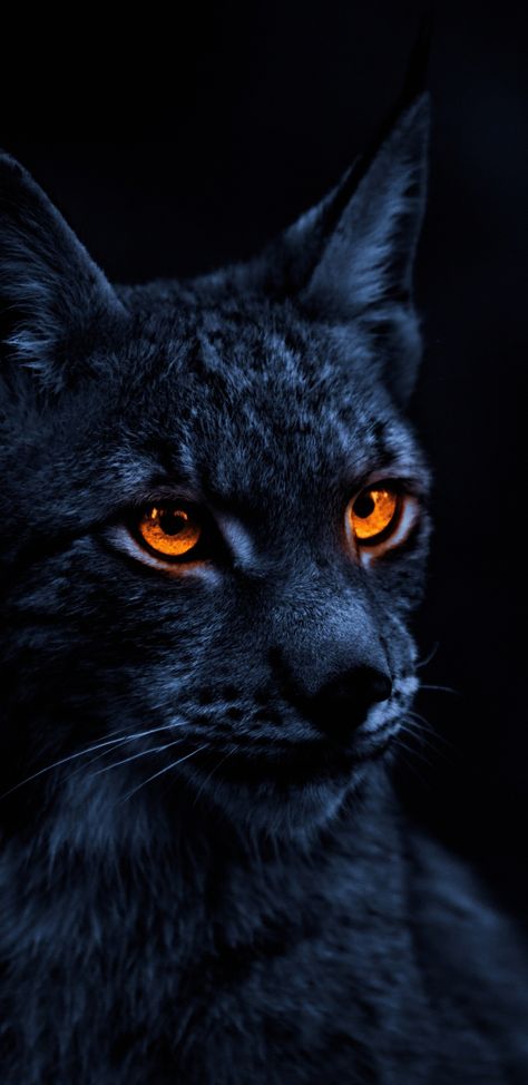 1440x2960 Yellow eye cat, lynx wallpaper Lynx Cat Aesthetic, Lynx Aesthetic, Lynx Wallpaper, Wallpaper Animals, Animals Wallpapers, Jaguar Animal, Wallpapers Ideas, Wild Animals Photography, Sigil Tattoo