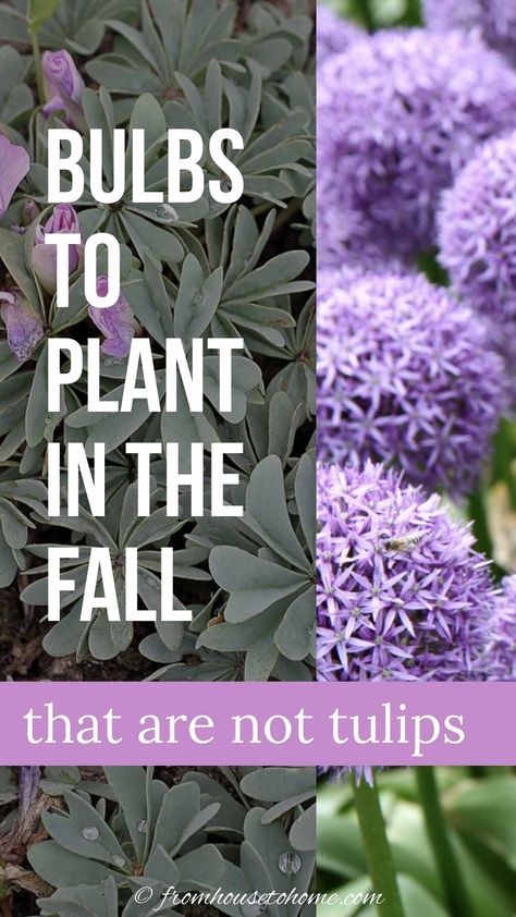 Best Bulbs To Plant In The Fall (That Are Not Tulips) | Garden Plants Bulb Planting Ideas, Fall Bulb Planting, Plant Bulbs, Summer Bulbs, Planting Tulips, Early Spring Flowers, Fall Bulbs, Blue And Purple Flowers, Flower Bulbs