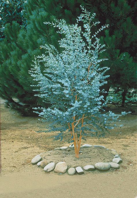 Eucalyptus Tree, Front Landscaping, Tree Seeds, Outdoor Gardens Design, Ornamental Trees, Native Garden, Free Plants, Evergreen Trees, Garden Soil