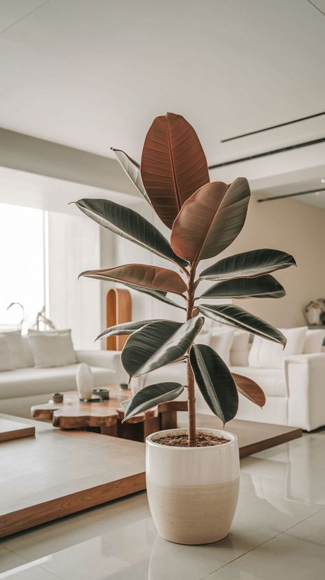 Add a statement with a Rubber Plant! Its large, shiny leaves make it a bold choice for indoor spaces. #rubberplant #houseplants Artificial Plants Indoor, Best Plants, Rubber Plant, Modern Botanical, Best Indoor Plants, Container Gardens, Going Green, Indoor Gardening, Unique Features