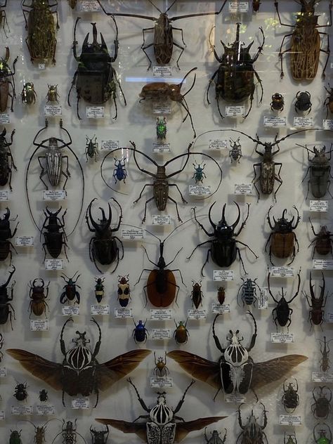 Adam Carlsen, The Blood We Crave, Bug Taxidermy, Insect Taxidermy, Wet Specimen, Bug Collection, Insect Collection, Cool Bugs, Vulture Culture