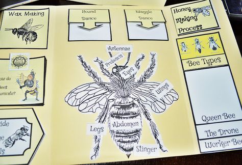 All About Bees, Bee Project, Homeschool Nature Study, Types Of Bees, Bee Activities, Nature Studies, Lap Book, Montessori Lessons, Mini Booklet