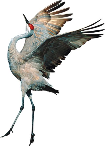 Crane Drawing, Ibis Bird, Crane Dance, White Background Hd, Wolf People, Design Fundamentals, Sandhill Crane, Photo Clipart, Animal Drawings Sketches