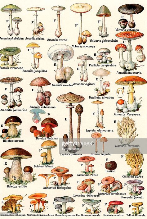 Vintage illustration of edible and poisonous mushrooms; lithograph, 1937. Mushroom Types, Different Types Of Mushrooms, Types Of Mushrooms, Poisonous Mushrooms, Mushroom Poster, Mushroom Drawing, Drawing Eyes, Vintage Mushroom, Mushroom Fungi