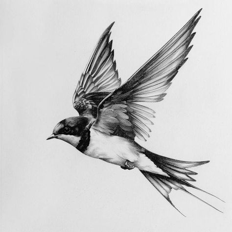 Wagtail Tattoo, Barn Swallow Tattoo, Bird Tattoo Sleeves, Swallow Tattoo Design, Dove Pictures, Circle Tattoos, Armband Tattoo Design, Swallow Tattoo, Bird Sketch