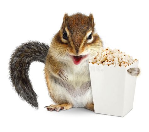 Funny animal chipmunk with blank popcorn bucket isolated on whit. Funny chipmunk , #spon, #chipmunk, #blank, #Funny, #animal, #popcorn #ad Chipmunk Aesthetic, Popcorn Ad, Stock Photos Funny, Popcorn Bucket, Creative Photoshop, White Image, Chipmunks, Funny Animal, Popcorn