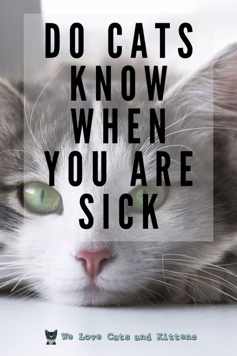 Did you know that house cats are so perceptive that they can sense their owner's illnesses or allergies? When they suspect a health problem, they may become more affectionate and caring! Read the article for more! Cats Being Funny, Cats Ragdoll, Cats Fluffy, Cat Illnesses, All Types Of Cats, Cats Pretty, Cats Happy, Fluffy Cats, Cat Obsession