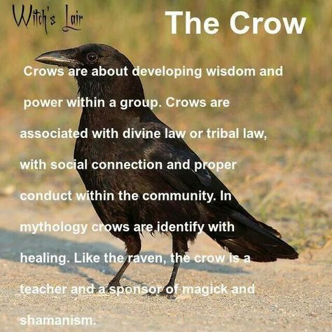 The spirit familiar the crow. In Scotland, witches were said to transform themselves into crows. (Shapeshifter) Crow Meaning, Crow Facts, Crow Spirit Animal, Bird Symbolism, Animal Totem Spirit Guides, Spirit Animal Meaning, Animal Spirit Guide, Animal Spirit Guides, Animal Medicine