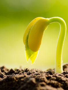 How To Save Seeds, Planting Seed, Germinating Seeds, Plant Germination, Save Seeds, Pretty Nature Pictures, Seed Dispersal, Sowing Seeds, Broccoli Seeds