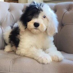 Whoodle Puppy, Mini Sheepadoodle, Schnoodle Puppy, Sheepadoodle Puppy, Cute Dog Pictures, Doodle Dog, Old English Sheepdog, Pitbull Puppies, Dog Breeder