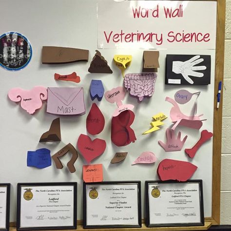 Vet Science word wall. Ledford FFA - www.OneLessThing.net Vet Science 4h Project, Vet Science Activities, 7th Grade Science Projects, Agriculture Education Classroom, Agriculture Classroom, Vet Science, Ag Classroom, Ffa Ideas, Teach Ag