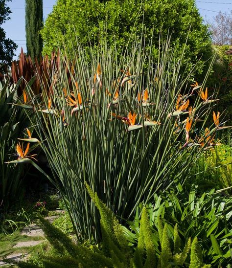 Strelitzia Juncea, Bird Of Paradise Garden, Bird Of Paradise Yoga, Paradise Painting, Full Sun Shrubs, Birds Of Paradise Flower, Paradise Garden, Seed Germination, Flower Bird