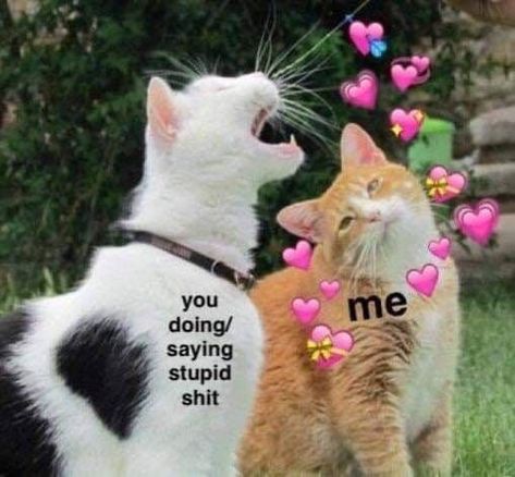 Thirty-Nine Caturday Memes Littered With Dumb Entertainment #angrymeme #ateezmemes #Caturday #dumb #Entertainment Check more at https://funny.toplustig.com/?p=1653 Wholesome Pictures, Crush Memes, Cute Love Memes, Boyfriend Memes, Cute Messages, Memes Humor, Relationship Memes, Ride Or Die, Wholesome Memes