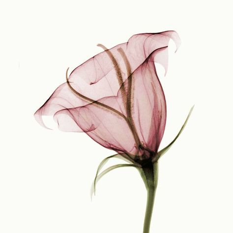 Flower X-ray by coopr on DeviantArt Xray Flower, Xray Art, Davao, Watercolour Art, Watercolor Flower, Flower Images, X Ray, Flower Tattoos, Pretty Flowers