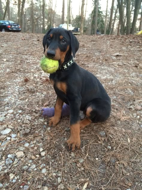 Duke the Doberman :) #dog #puppy #natural ears #tennis ball Doberman With Natural Ears, Doberman Dogs Natural Ears, Doberman Unclipped Ears, Doberman Uncut Ears, Doberman Ears Natural, Doberman Dog Names, Doberman Without Cropped Ears, Dobber Man Dog, Dobber Man