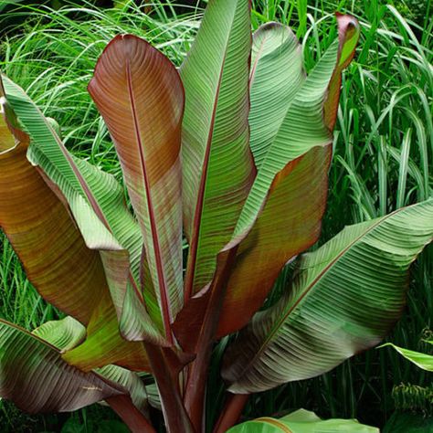 Red Banana Plant, Red Banana Tree, Red Banana, Banana Plant, Banana Plants, Plant Guide, Fine Gardening, Banana Tree, Abyssinian