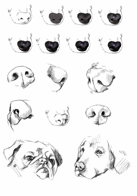 Realistic Dog Sketch, Anatomy Realistic, Drawings Of Dogs, Nose Reference, Draw Dog, Dog Pencil Drawing, Draw Dogs, Dog Drawing Tutorial, Dogs Clipart