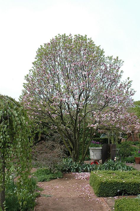 Click to view a full-size photo of Alexandrina Saucer Magnolia (Magnolia x soulangeana 'Alexandrina') at Oakland Nurseries Inc Saucer Magnolia, Magnolia Soulangeana, Wheaton Illinois, Purple Cups, Full Size Photo, Magnolia Trees, Landscape Plans, Deciduous Trees, Magnolia Flower