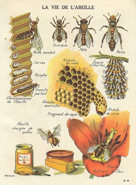 I Love Bees, Illustration Botanique, Bee Art, Scientific Illustration, Botanical Drawings, Bees Knees, Art Collage Wall, Bee Keeping, Bee Hive