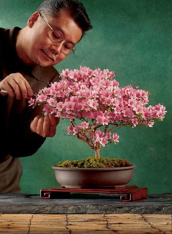 Bonsai Azalea, Azalea Bonsai, Bonsai Making, Bonsai Tree Types, Bonsai Tree Care, Bonsai Techniques, Indoor Bonsai Tree, Japanese Bonsai, Indoor Bonsai