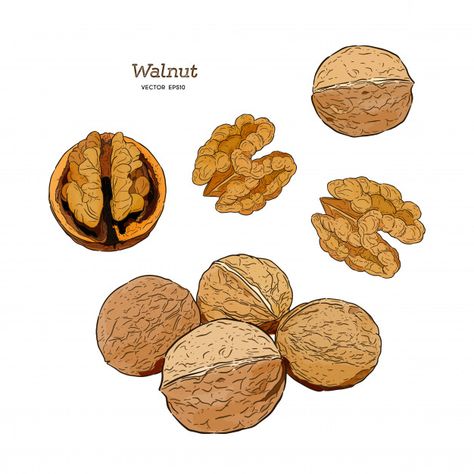 Walnut Illustration, Date And Walnut Cake, Cake Illustration, Autumn Illustration, Hand Drawn Vector Illustrations, Leaf Drawing, Image Vector, Anime Eye Drawing, Hand Drawn Vector