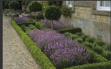 Hedge Ideas, Box Hedge, Parterre Garden, Boxwood Garden, Garden Hedges, Front Gardens, Lavender Garden, Formal Garden, Garden Shrubs