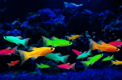 Glow In The Dark Fish, Danio Fish, Glow Fish, Aquarium Setup, Fish Breeding, Lego Military, Home Aquarium, Fish Stock, Invasive Species