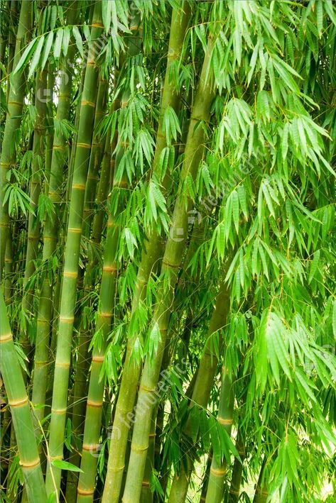 Bamboo Wallpaper Iphone, Bamboo Tree House, Bamboo Landscape, Bamboo Roof, Bamboo Wallpaper, Glass Kitchen Cabinets, Bamboo Privacy, Bamboo Jewelry, Lucky Bamboo Plants