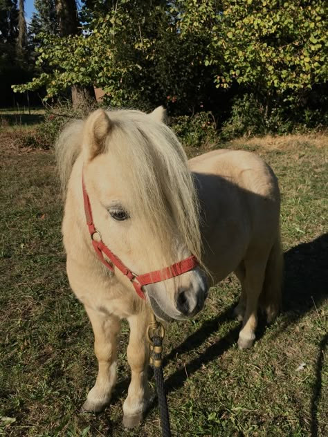 Palomino Shetland Pony, Shetland Pony Aesthetic, Shetty Pony, Mini Shetland Pony, Miniature Horse Barn, Wallpaper Horse Aesthetic, Sketch Horse, Mini Ponies, Wallpaper Horse