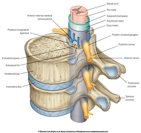 Nerve Anatomy, Gross Anatomy, Basic Anatomy And Physiology, Brain Anatomy, Cerebrospinal Fluid, Nursing School Survival, Human Body Anatomy, Medical School Studying, Medical School Essentials