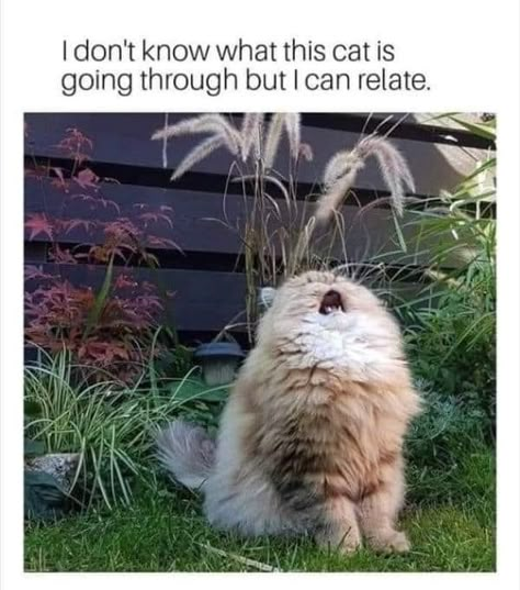 Hope you are doing fine fellow cat lovers 🤗 #catlovers #catlife #cats Cat Memes Cute, Cute Cat Memes, Cutee Animals, Funny Cat Memes Hilarious, Funny Animal Photos, Memes About Cats, Funny Animal Jokes, Kitten Memes Hilarious, Funny Cute Cats