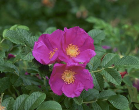 When To Prune Roses, Lawn Replacement, Rugosa Rose, Thyme Garden, Wildflower Photography, Small Flower Gardens, Beach Rose, Rosa Rugosa, Pruning Roses