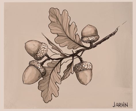 Acorn And Leaf Tattoo, Acorn Sketch, Acorn Oak Tattoo, Acorns Illustration, Acorn And Oak Leaf Tattoo, Oak Leaves And Acorns Tattoo, Acorn Illustration, Oak Tattoo, Elvish Tattoo