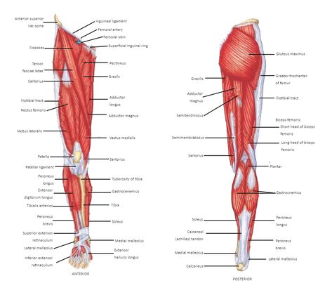 Leg Muscles Labeled Diagram Anatomy Models Labeled, Muscles Labeled, Leg Muscles Diagram, Leg Muscles Anatomy, Adductor Muscles, Science Diagram, Creature Anatomy, Diagram Ideas, Muscle Diagram