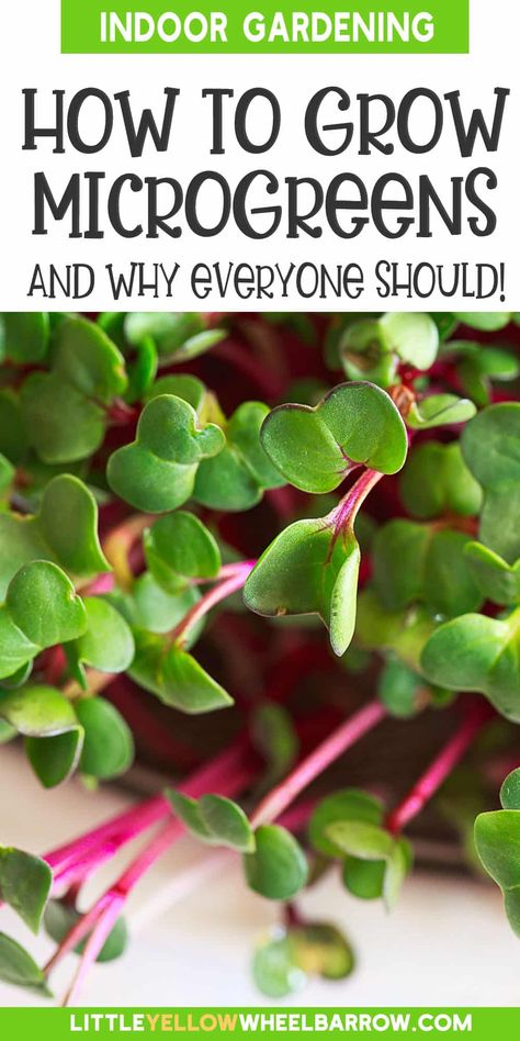 Growing Microgreens Indoors - Suprising Nutrition! Growing Microgreens Without Soil, Sunflower Microgreens, How To Grow Microgreens, Microgreens Garden, Microgreens Recipe, Grow Microgreens, Growing Sprouts, Micro Farm, Black Thumb