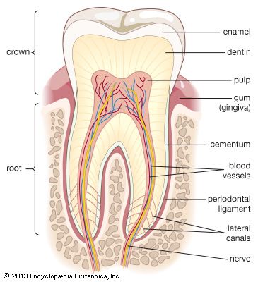 Dental Hygiene Study, Dental Assistant Study Guide, Teeth Diagram, Dental Assistant School, Dental Wallpaper, Dental Medicine, Teeth Anatomy, Dental Assistant Study, Remedies For Tooth Ache