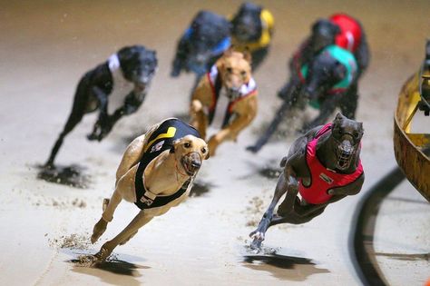 Greyhound dogs racing at the Wentworth Park Stadium Racing Dogs, Greyhound Racing, West Coast Eagles, Greyhounds Racing, Three Dogs, Broken Leg, Pictures Of The Week, Sporting Dogs, Europe Travel Tips