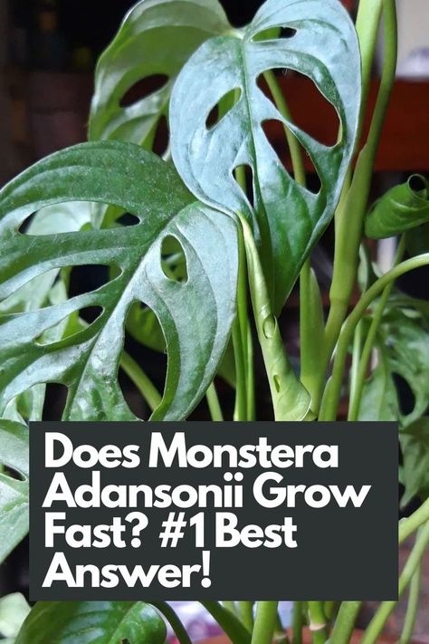 Discover the optimal conditions that foster the vigorous growth of Monstera Adansonii. Learn about the role of light, temperature, humidity, and proper care techniques in maximizing its growth potential. Dive into the secrets of pruning, propagation, and fertilization to promote healthy and abundant growth. IG Photo by: piantala_giulia Monstera Adansonii Care, Mini Plants Diy, Growing Monstera, Monstera Swiss Cheese Plant, Plants Pictures, Orchid Terrarium, Jewel Orchid, Green Name, Monstera Adansonii